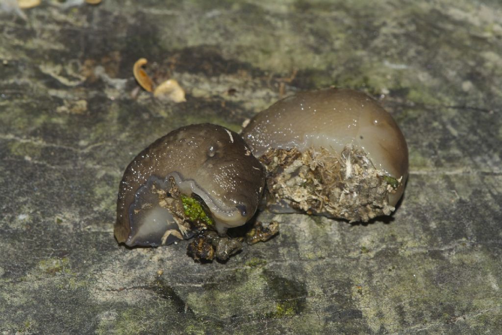 Limax golena fiume Pò Bondeno (FE)